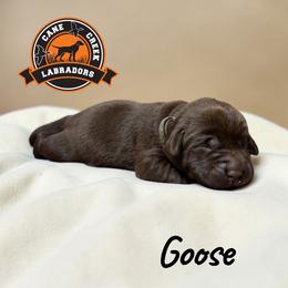 Goose - Chocolate male Labrador Retriever puppy in Dickson, Tennessee from Cane Creek Labradors