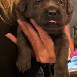 Purple- Charcoal Female - Charcoal female Dilute Retriever puppy in Marion, Illinois from Summer Lovin’ Labradors of Southern Illinois