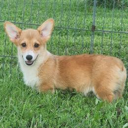 Flora - Red and white female American Corgi puppy in Dunbar, Nebraska from Vintage Corgis