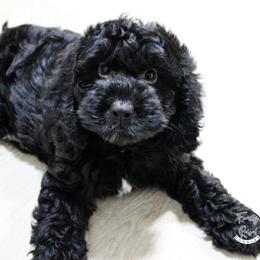 Miss Yellow - Black and white female Springerdoodle puppy in Kendall, New York from Family Raised Doodles