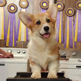 Toby - Sable male Pembroke Welsh Corgi puppy in Dunbar, Nebraska from Vintage Corgis