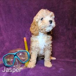 Jasper - Buff male Cockapoo puppy in Sunset, Louisiana from Cano Cockapoos