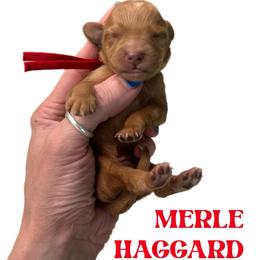 Merle Haggard - Red  male Goldendoodle puppy in Hot Springs, Arkansas from Hot Springs Kennels