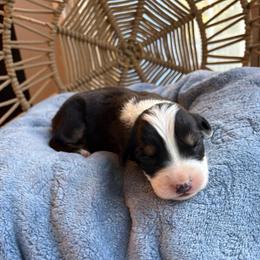 Charlie - Black tri-color male Australian Shepherd puppy in Grants Pass, Oregon from Carmel Mountain Aussies