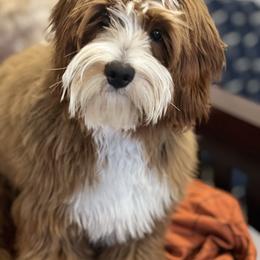 Bevo - Goldendoodle