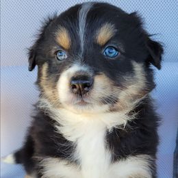 Ruby Australian Shepherd - female Australian Shepherd puppy in Limestone, Tennessee from Pilot Hill Teddy Bear Puppies