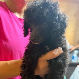 Tracker - Parti male Poodle puppy in Florence County, South Carolina from Modern Family Standards