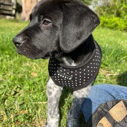 Boy 1 - Black roan male German Shorthaired Pointer puppy in Keswick, Virginia from Copper Ridge Stables