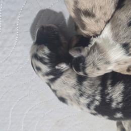 Blue merle (Natural Bobbed tail) - Blue merle female Australian Shepherd puppy in Rainsville, Alabama from Chaparro Farm