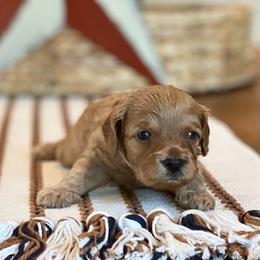 Blue - Red male Cavapoo puppy in Coal City, Indiana from Wednesday & Co