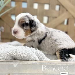 Benedict - Blue merle male Bernedoodle puppy in Temecula, California from Brookside Bernedoodles
