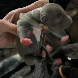 Briar Rose - Blue female Italian Greyhound puppy in Las Vegas, Nevada from Amanda's Italian Greyhounds
