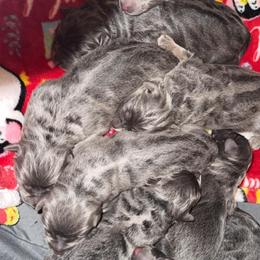 Cinnamon Roll - Blue male German Shepherd puppy in Fort Jennings, Ohio from Von Holtzapple German shepherds