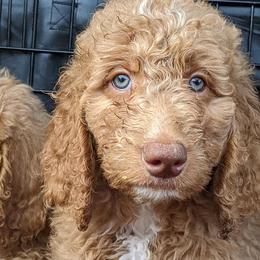 Goldendoodle Puppies from Carolina Doodles