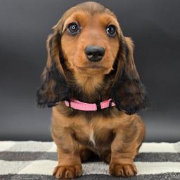 Pink Collar - Red female Dachshund puppy in Zebulon, North Carolina from Salt of the Earth Dachshunds