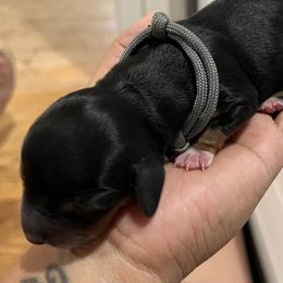 Boy 2 - Black and tan Dachshund puppy in Highland, California from BAES Teufelshunde