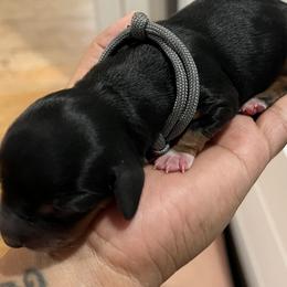 Boy 2 - Black and tan Dachshund puppy in Highland, California from BAES Teufelshunde