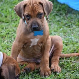 Cane Corso and Rhodesian Ridgeback Puppies from Diamondcrest Farms Inc