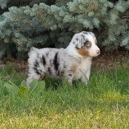 Nani - Blue merle female Australian Shepherd puppy in Franktown, Colorado from Double NB Livestock LLC