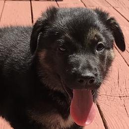 German Shepherd Puppies from Sandy’s Shepherds