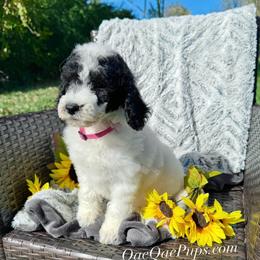 Girl ONE - Parti female Poodle puppy in Detroit, Michigan from QaeQaePups LLC