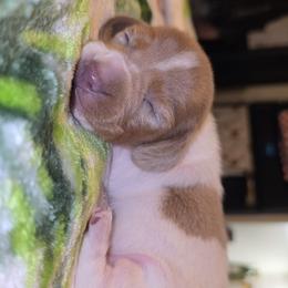 Isabella Pie boy - Fawn (Isabella) male Dachshund puppy in West Plains, Missouri from Spring Creek Dachshunds