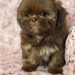 Shelby - Liver female Shih Tzu puppy in Shawnee, Oklahoma from Black Velvet Shih Tzu