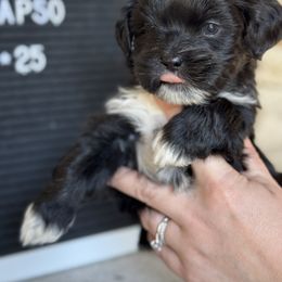 Bud - Black Lhasa Apso puppy in Middleburgh, New York from Top Knotch