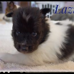 Lazuli - White and black male Shetland Sheepdog puppy in Minnesota from Sheltie Puppies