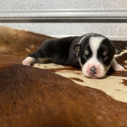 Boy 1 - Black and tan Pembroke Welsh Corgi puppy in Linden, Texas from W&W “lil” Wrangler Corgis