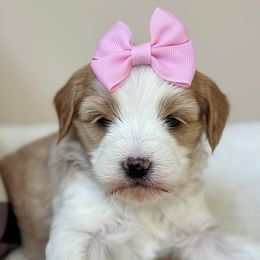 Leah - Apricot female Australian Labradoodle puppy in Harrisonville, Missouri from Blessed Day Doodles