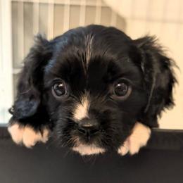 Jackson - Black and white male Cavalier King Charles Spaniel puppy in Stilwell, Oklahoma from Love Bug Cavaliers