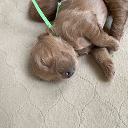 Goldendoodle Puppies from Angel’s Goldendoodle Pups