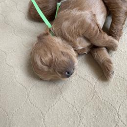 Goldendoodle Puppies from Angel’s Goldendoodle Pups