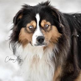 Maverick - Australian Shepherd