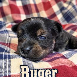 Ruger - Black and tan male Yorkshire Terrier puppy in Goode, Virginia from Glass Hill Yorkies