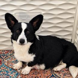 Quinnie - Black and white female Cardigan Welsh Corgi puppy in Casper, Wyoming from Flying Note Shorties