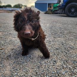 Madelyne - Liver female German Shepherd puppy in Los Lunas, New Mexico from Mali's German Shepherds LLC