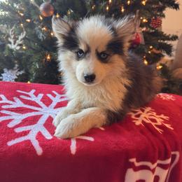 Bear - Black and white male Pomsky puppy in Bucyrus, Missouri from Hill Top Pomskies
