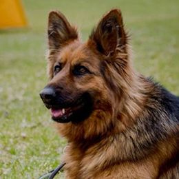 Laya - German Shepherd