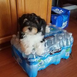 Havanese from Willowbrook Havanese