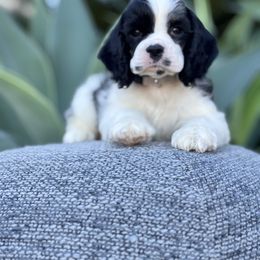 Grey collar - Black white and tan male Cocker Spaniel puppy in Bonsall, California from CuttinBlue Farms