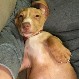 Dachshund and Miniature Schnauzer Puppies from The Bossy Doxie Farm