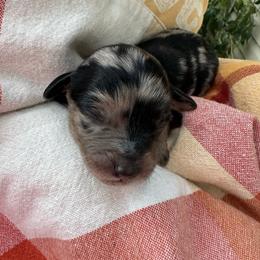 Female 5 - Blue merle female Aussiedoodle puppy in Lexington, Alabama from Johnson’s Highland Pride Aussiedoodles