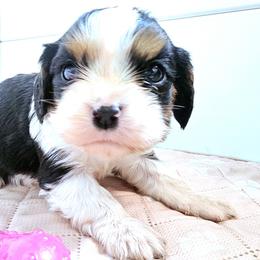 Gabby - Tri-color female Cavalier King Charles Spaniel puppy in Marshfield, Missouri from Puppyloversplace