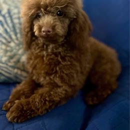 Bendigo - Poodle