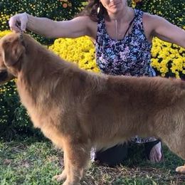 Australian Shepherds and Golden Retrievers from Masterful Dog Training