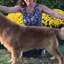 Australian Shepherds and Golden Retrievers from Masterful Dog Training