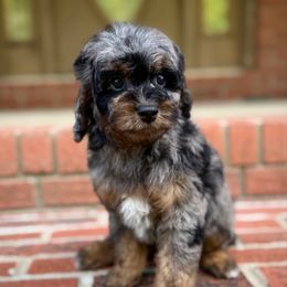 Red - Merle male Cavapoo puppy in Huntington, West Virginia from McCloud’s Poodles & Doodles