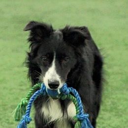 Border Collies from Dhumoor Border Collies